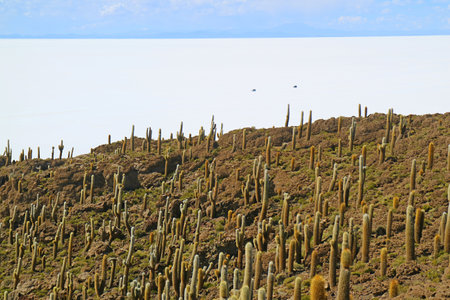 Pure white Salar de Uyuni, the world's largest salt flats view from Isla Incahuasi, the Cactus field Island in the middle of the salt flats, Bolivia, South Americaの写真素材