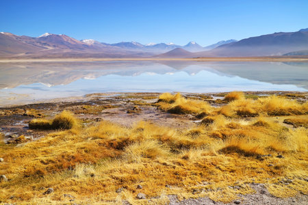 Stunning View of the Stipa Ichu Desert Grass Field on the Lakeshore of Bolivian High Plateau, Bolivia, South Americaの写真素材