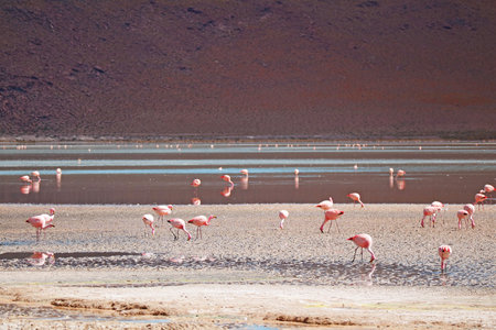 Incredible Flamingos Flamboyance Grazing in Laguna Colorada, the Red Lagoon in the Bolivian Altiplano, Potosi Department, Bolivia, South Americaの写真素材