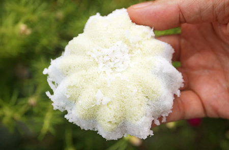 Closeup of Traditional Thai Muslim Dessert Called Bootoo or Butu, Made of Steamed Ground Rice and Shredded Coconut with Sweet Fillingsの写真素材
