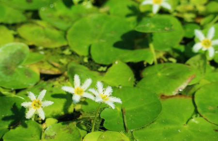 Closeup of a Tiny Snowflake Water Lily or White Water Fringe Amongst Vibrant Green Pads