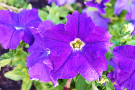 Closeup of Stunning Purple Petunias Blooming in the Gardenの写真素材