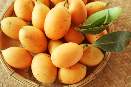 Pile of Fresh Ripe Marian Plum Fruits Called Mayongchid in Thailandの写真素材