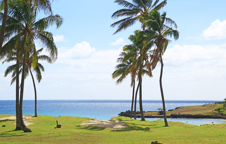Impressive View of Anakena Beach with Rows of Pam Trees, Pacific Ocean Coast, Easter Island, Chile, South Americaの写真素材