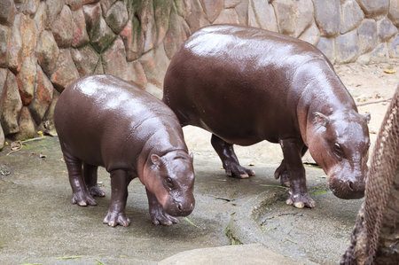 An 11 Months Old Chubby Pygmy Hippo Calf Grazing with her Mom in their Enclosureの写真素材
