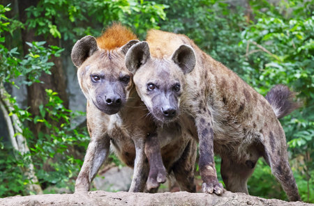 Female and male Spotted Hyenas in an open zoo, native to sub-Saharan Africaの写真素材