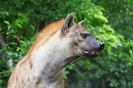 Closeup of a Female Spotted Hyena, its has yellow-grey coat with dark spots which unique in each patternの写真素材
