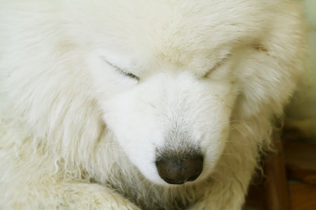 Cute Samoyed dog falling asleep after the naughty timeの写真素材