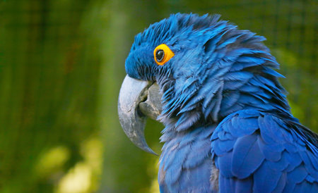 Closeup of a Vivid Blue Gorgeous Hyacinth Macaw