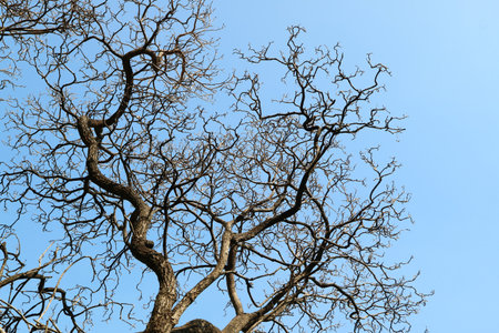 Skeletal Big tree with dry branches standing against blue skyの写真素材