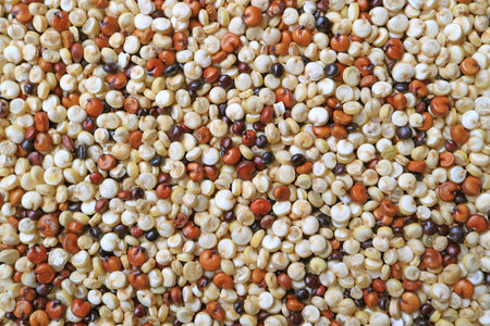 Closeup of Uncooked Tricolor Quinoa, a Healthy Seeds that Also Cultivated in the Highlands of Northern Thailandの写真素材