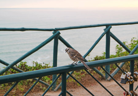 A long-tailed mockingbird perching on a viewing point's railing of Miraflores park, Pacific coast, Lima, Peru, South Americaの写真素材