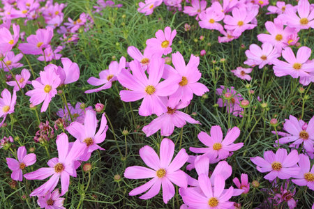 Stunning bunches Mexican Aster or Garden Cosmos blooming in the fieldの写真素材