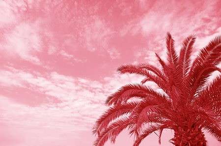 Surreal Pop Art Style of Cherry Red Palm Tree against Coral Pink Skyの写真素材