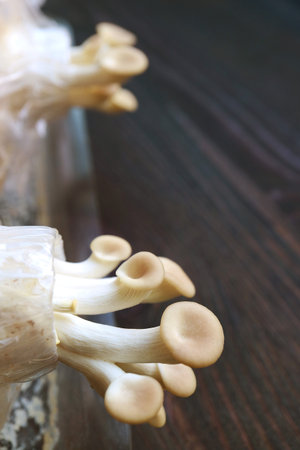 Closeup of Immature Oyster Mushrooms or Pleurotus Pulmonarius