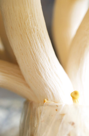 Closeup of Stipe's Texture of Matured Indian Oyster Mushrooms