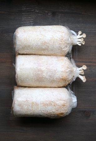 Pin Heads of Oyster Mushrooms Growing Out of the Spawn Bags
