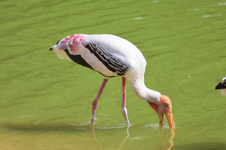 A Painted Storks foraging in the shallow lake by immersing half-open beaks in the waterの写真素材