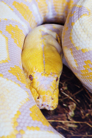 Closeup of a Curling Up lavender Albino Ball Python while Restingの写真素材
