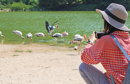 Visitor Capturing the Flock of Painted Storks Grazing on the Lakeshoreの写真素材