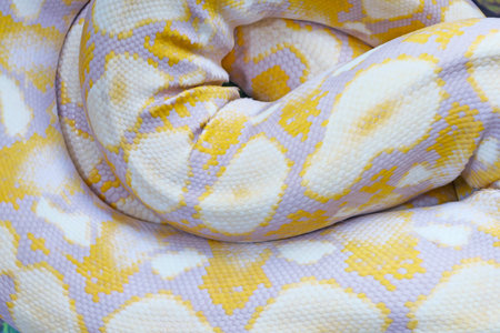 Closeup of Details and Pattern of a lavender Albino Ball Pythonの写真素材