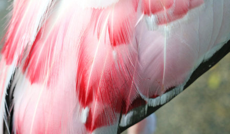 Closeup of Fantastic Plumage of Adult Painted Stork (Mycteria leucocephala) during Relaxingの写真素材
