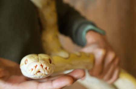 Closeup of the Face of a Yellow Albino Ball Python (Python Regius) on Human's hands
