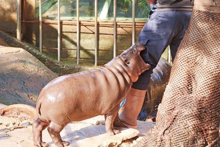 A mischievous Pygmy Hippo calf teasing her keeperの写真素材