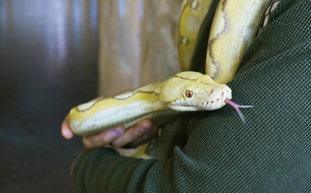 Closeup of a Pale Yellow Albino Ball Python (Python Regius)の写真素材