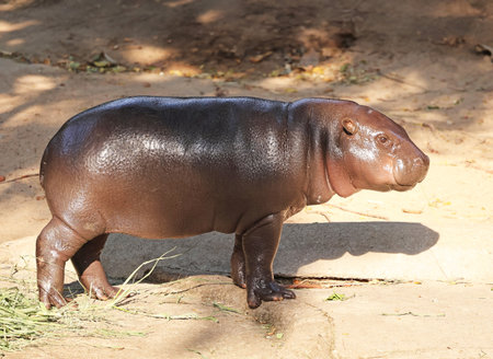 The soulful 6 months old Pygmy Hippo calf basking in golden lightの写真素材