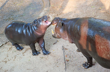 Pygmy Hippo calf interacting with her mother while waiting for breakfastの写真素材