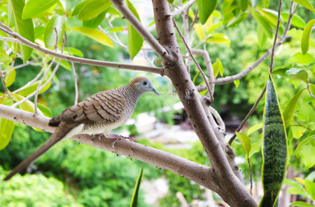 Closeup of a Beautiful Wild Zebra Dove Perching on a Tree Branchの写真素材