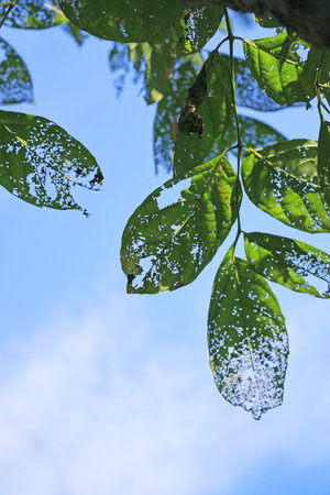 Leaves damaged by insects against blue sky created artistic marksの写真素材