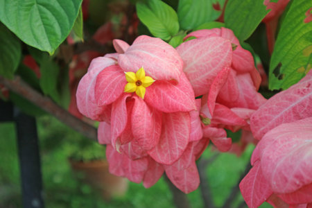 Closeup of Mussaenda Philippica Gorgeous Bright Pink Sepals and Yellow Flower at the Centerの写真素材