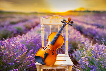Violin on a vintage wooden chair in a full bloom Lavender fieldの素材