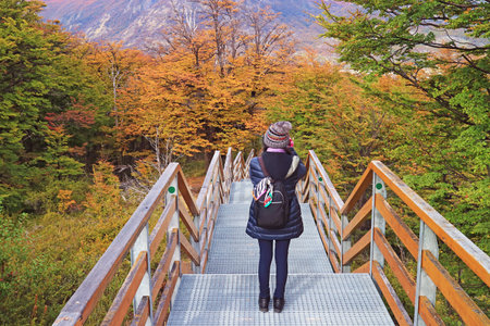 Female visitor on the boardwalk amongst vibrant fall foliage of Los Glaciares National Park, El Calafate, Patagonia, Argentina, South Americaの写真素材