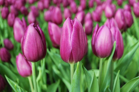 Striking Purple Flag Tulips Blooming in the Field