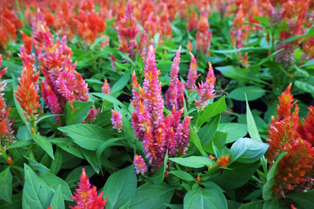 Vibrant Gradient Color Celosia Argentea or Plumed Cockscomb Blooming in the Field