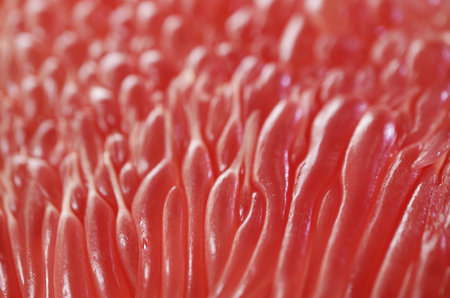 Macro Shot of Mouthwatering Juice Vesicles of Vibrant Red Pomelo Segmentの写真素材