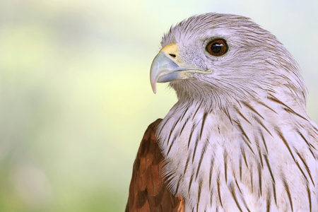 Closeup of a Beautiful Brahminy Kite or Red-backed Sea Eagle, a red hawk found along coastal areas and mangrove forest in Thailandの写真素材
