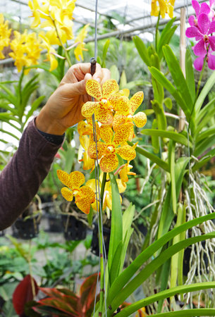 Sunfire Whispers on Speckled Silk, a delightful yellow orchid that orchidist proud of