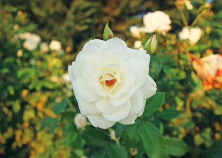 Closeup of a Beautiful White Rose Blooming in the Gardenの写真素材