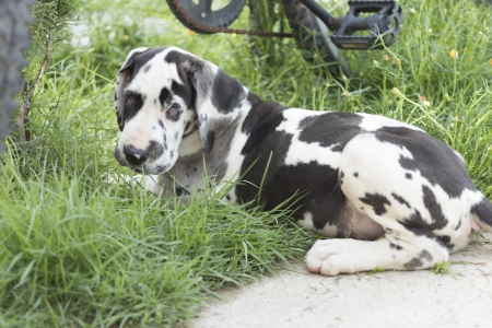 Great Dane Harlequin puppy の写真素材