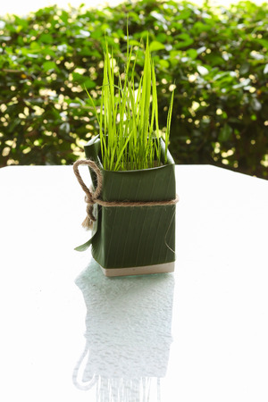Growing rice in the glass on table の写真素材