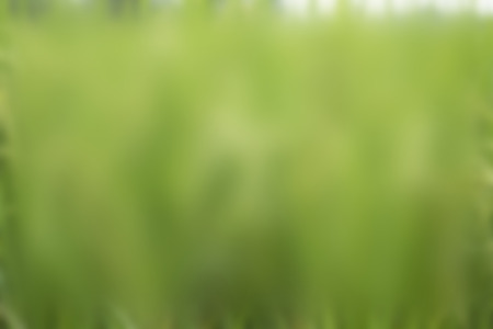 blur abstract background green color の写真素材
