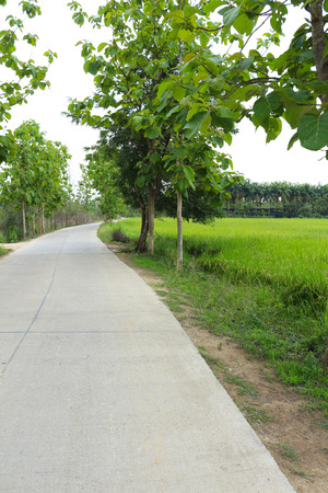 country road in green rice field and tree の写真素材