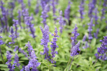 Blue salvia purple flowers, ornamental plants spring and bee fly.の写真素材