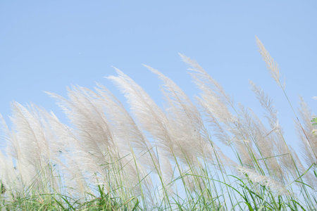 flower grass on blue skyの写真素材