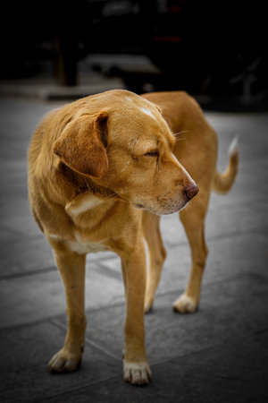 Yellow innocent young dog sitting laying on the ground and looking at owner sadly and innocentlyの写真素材