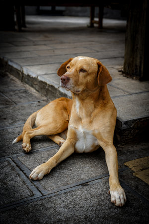 Yellow innocent young dog sitting laying on the ground and looking at owner sadly and innocentlyの写真素材